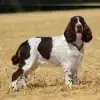 Sporty Springers profile