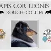 Apis cor Leonis profile