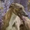 Jumanah‘s Greyhounds profile