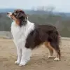 von Pfotenstolz profile