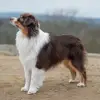 von Pfotenstolz profile