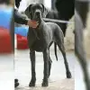 aus Dina's Traum profile