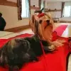 Pretty little Dogs profile