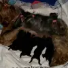Campinos profile