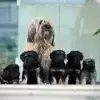 Monkey dogs from little Hill profile