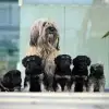 Monkey dogs from little Hill profile
