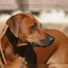 Watoto jua profile