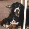 von den Sandbären profile