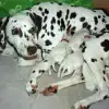 Carissima Donate profile