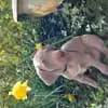 Weimaraner aus der Holzgasse profile