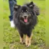 von den Merchtalwölfen profile
