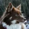 fra Sólvindur profile