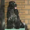 of my Sweet Castle Alge profile