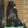 of my Sweet Castle Alge profile