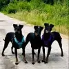 Black Bandits profile