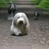 A dream of Powerbeardies profile