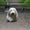 A dream of Powerbeardies profile