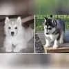 of Magic Ice Wolves profile