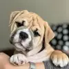 Ahrtalbulls profile