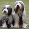 Bonny and Clyde’s profile