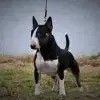 Smalltown Bulls profile