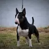 Smalltown Bulls profile