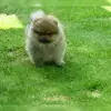 Silky Dreams profile