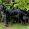 du Petit Filou profile