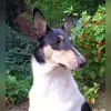 vom Knabstrupperhof profile