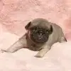 Soulpug profile