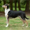 Turella's profile