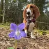 Iovilius profile