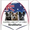 BindiBarka profile