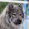 Eurasier vom Traventhal profile