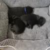 Black Star Schipperkes  profile