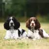 Funny freckles springers profile