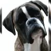 von Jeropia profile