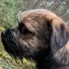 Lovely Little Bear profile