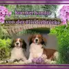 von der Fliederbrücke profile