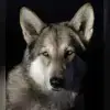 Una Neshoba profile
