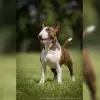 Charburner Bulls profile