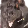 Sweet Wolfs profile