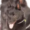 Sweet Wolfs profile