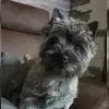 von der Drahtbuerste profile