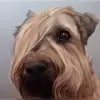 Serendipity profile