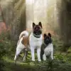 Summit Guardians profile