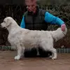 Golden Heartbeat’s profile