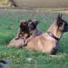 vom teuflischen Trio profile