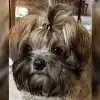 vom Zusameck profile