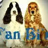 Fan Bi's profile